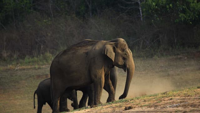 Thekkady Wildlife